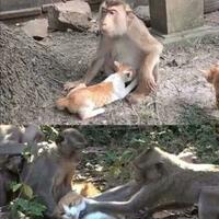 jokowi-dikatai-kodok-megawati-sebut-yang-menghina-tidak-punya-moral-dan-pengecut