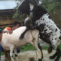 dendam-cinta-dari-masa-silam