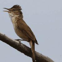 makanan-burung-kerak-basi