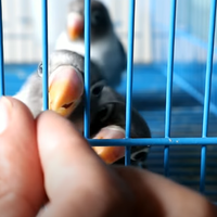 cara-menjinakkan-burung-lovebird