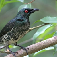 harga-burung-cucak-keling