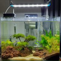 aquascape-for-everyone-learning-and-sharing---part-4