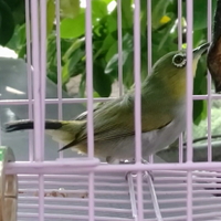 cara-memilih-burung-pleci-untuk-lomba