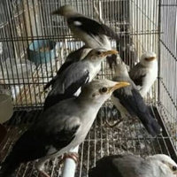 harga-burung-jalak-terlengkap-dan-terbaru-di-tahun-2021