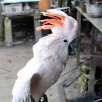 harga-burung-kakatua