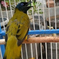 cara-merawat-burung-kutilang-agar-cepat-gacor-dan-jinak