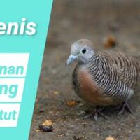 makanan-burung-perkutut