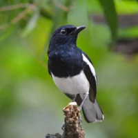 ciri-kacer-prospek-juara