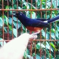 cara-perawatan-harian-murai-batu-untuk-lomba