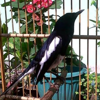 cara-mengetahui-ciri-burung-kacer-sehat