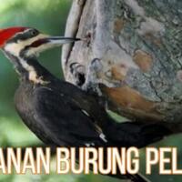 makanan-burung-pelatuk