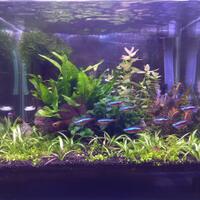 aquascape-for-everyone-learning-and-sharing---part-4