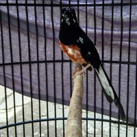 masteran-murai-batu-gausah-muluk-muluk