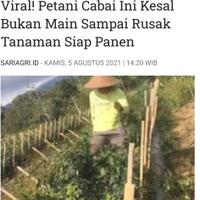 pasokan-cabai-surplus-kok-ada-impor-27851-ton