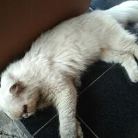 mitos-kucing-oren-9-fakta-ilmiah-dari-si-kucing-oren