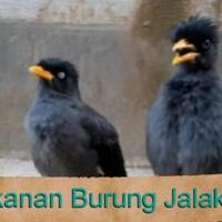 makanan-burung-jalak