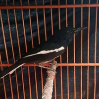 cara-menaikan-birahi-kacer