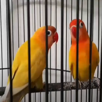 perbedaan-lovebird-pastel-kuning-dengan-lutino