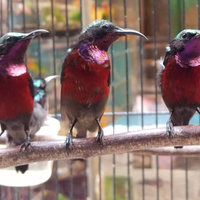 berapa-lama-konin-ijoan-jadi-metalik