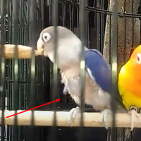 cara-mengatasi-lovebird-cabut-bulu