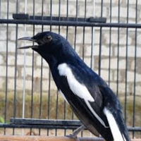 tips-merawat-burung-kacer-agar-cepat-bunyi