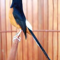 jenis-burung-murai-batu-terpopuler-di-indonesia