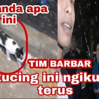 viral-terbaru-kucing-siluman-mengikutin-tim-barbar