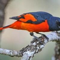 harga-burung-mantenan