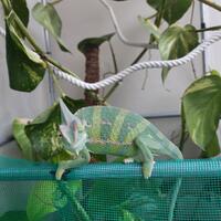 all-about-chameleon