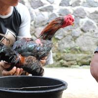 persiapan-ayam-bangkok-aduan-seminggu-sebelum-diadu