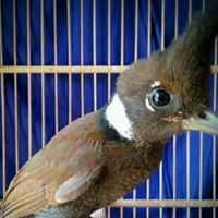 cara-merawat-burung-cililin