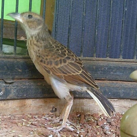 harga-burung-branjangan