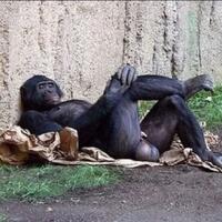 viral-video-anies-baswedan-kecebur-got