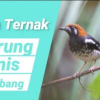 cara-ternak-burung-anis-kembang-bagi-pemula