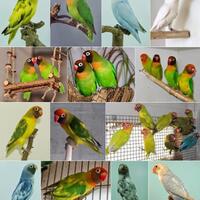 9-jenis-burung-lovebird-terbaik-di-indonesia-harga-suara