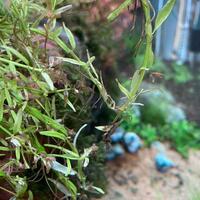 aquascape-for-everyone-learning-and-sharing---part-4