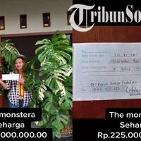 viral-wanita-di-solo-ini-beli-tanaman-hias-monstera-variegata-seharga-rp-225-juta