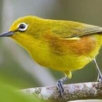 jenis-burung-kecil-yang-rajin-bunyi