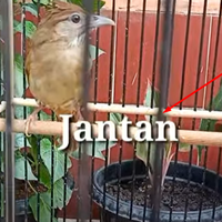 cara-membedakan-kapas-tembak-jantan-dan-betina