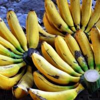 aneka-macam-jenis-olahan-pisang-yang-ada-di-indonesia-kamu-harus-tahu