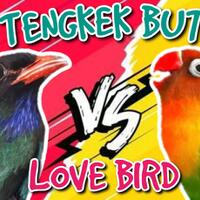 audio-masteran-tengkek-buto-gacor-vs-lovebird-ngekek-panjang