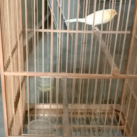 cara-merawat-burung-kenari-nyilet