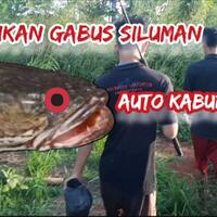 spot-mancing-dapat-ikan-gabus-siluman