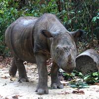 5-jenis-badak-yang-di-lindungi-di-dunia-22-september-hari-badak-sedunia