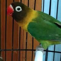 mengenal-ciri-lovebird-dakocan-beserta-harganya