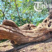 mitos-batu--kayu-dari-gua-mangkubumi-di-sragen-konon-bisa-sembuhkan-sakit