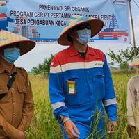 panen-raya-padi-organik-tahap-2-desa-pengabuan