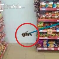 karyawan-minimarket-di-klaten-ini-syok-tiba-tiba-temukan-ular-berbisa-di-rak-kopi