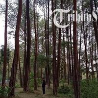 pesona-hutan-pinus-suwondo-wonogiri-wisata-murah-belum-banyak-terjamah