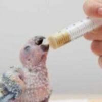 makanan-anak-lovebird